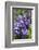 Massachusetts, Boston, Arnold Arboretum, Purple Lilac Tree-Jim Engelbrecht-Framed Photographic Print