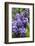 Massachusetts, Boston, Arnold Arboretum, Purple Lilac Tree-Jim Engelbrecht-Framed Photographic Print