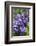 Massachusetts, Boston, Arnold Arboretum, Purple Lilac Tree-Jim Engelbrecht-Framed Photographic Print