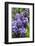 Massachusetts, Boston, Arnold Arboretum, Purple Lilac Tree-Jim Engelbrecht-Framed Photographic Print