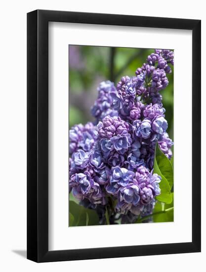 Massachusetts, Boston, Arnold Arboretum, Purple Lilac Tree-Jim Engelbrecht-Framed Photographic Print