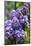 Massachusetts, Boston, Arnold Arboretum, Purple Lilac Tree-Jim Engelbrecht-Mounted Photographic Print