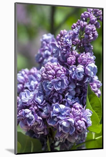 Massachusetts, Boston, Arnold Arboretum, Purple Lilac Tree-Jim Engelbrecht-Mounted Photographic Print