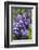 Massachusetts, Boston, Arnold Arboretum, Purple Lilac Tree-Jim Engelbrecht-Framed Photographic Print