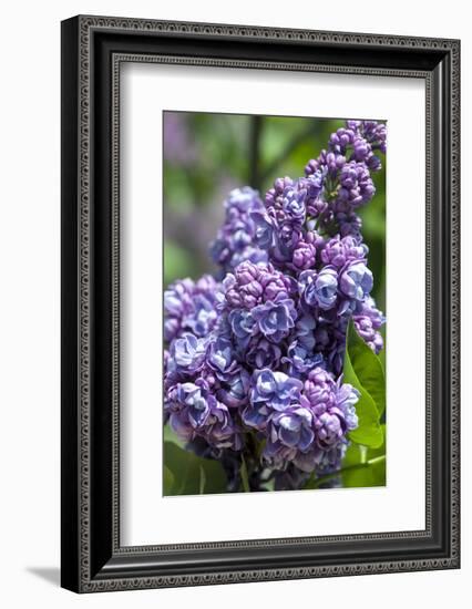 Massachusetts, Boston, Arnold Arboretum, Purple Lilac Tree-Jim Engelbrecht-Framed Photographic Print