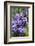 Massachusetts, Boston, Arnold Arboretum, Purple Lilac Tree-Jim Engelbrecht-Framed Photographic Print