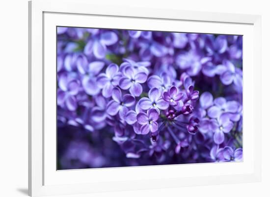 Massachusetts, Boston, Arnold Arboretum, Purple Lilac Tree-Jim Engelbrecht-Framed Photographic Print