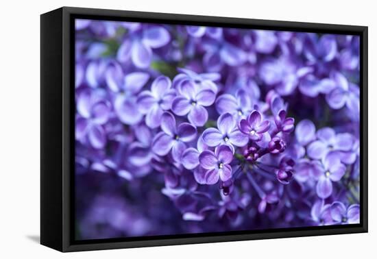 Massachusetts, Boston, Arnold Arboretum, Purple Lilac Tree-Jim Engelbrecht-Framed Premier Image Canvas