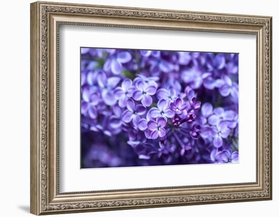 Massachusetts, Boston, Arnold Arboretum, Purple Lilac Tree-Jim Engelbrecht-Framed Photographic Print