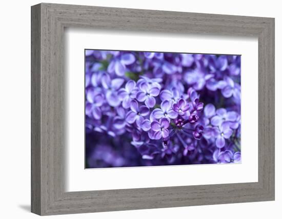 Massachusetts, Boston, Arnold Arboretum, Purple Lilac Tree-Jim Engelbrecht-Framed Photographic Print