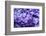 Massachusetts, Boston, Arnold Arboretum, Purple Lilac Tree-Jim Engelbrecht-Framed Photographic Print