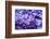 Massachusetts, Boston, Arnold Arboretum, Purple Lilac Tree-Jim Engelbrecht-Framed Photographic Print