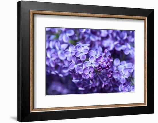 Massachusetts, Boston, Arnold Arboretum, Purple Lilac Tree-Jim Engelbrecht-Framed Photographic Print