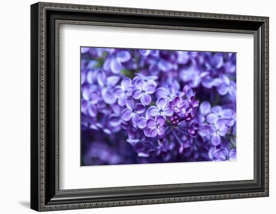 Massachusetts, Boston, Arnold Arboretum, Purple Lilac Tree-Jim Engelbrecht-Framed Photographic Print