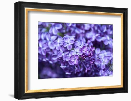 Massachusetts, Boston, Arnold Arboretum, Purple Lilac Tree-Jim Engelbrecht-Framed Photographic Print