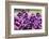 Massachusetts, Boston, Arnold Arboretum, Purple Lilac Tree-Jim Engelbrecht-Framed Photographic Print