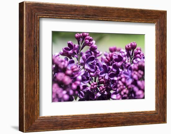 Massachusetts, Boston, Arnold Arboretum, Purple Lilac Tree-Jim Engelbrecht-Framed Photographic Print