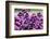 Massachusetts, Boston, Arnold Arboretum, Purple Lilac Tree-Jim Engelbrecht-Framed Photographic Print