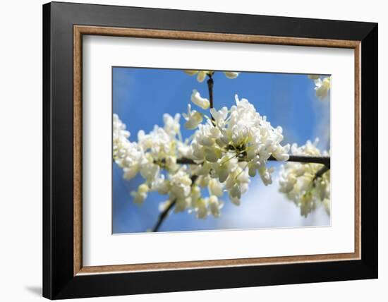 Massachusetts, Boston, Arnold Arboretum, White Redbud Tree-Jim Engelbrecht-Framed Photographic Print