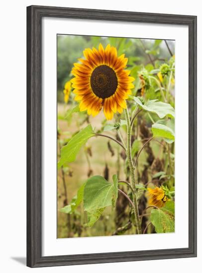 Massachusetts, Cape Ann, Rockport, Sunflower-Walter Bibikow-Framed Photographic Print