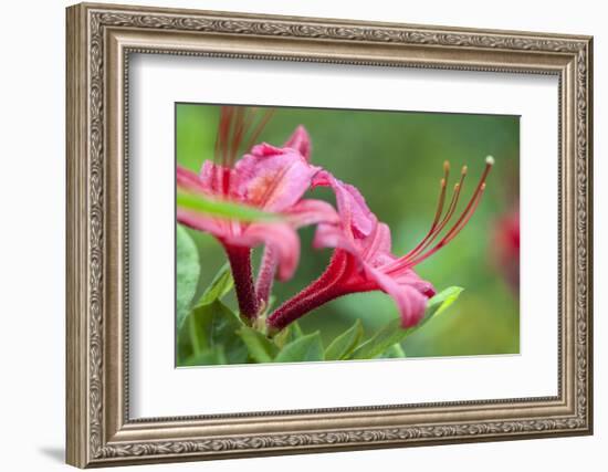 Massachusetts, Reading, Azalea-Lisa S^ Engelbrecht-Framed Photographic Print