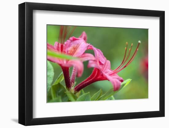 Massachusetts, Reading, Azalea-Lisa S^ Engelbrecht-Framed Photographic Print