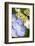Massachusetts, Reading, Blue Lacecap Hydrangea-Lisa S^ Engelbrecht-Framed Photographic Print