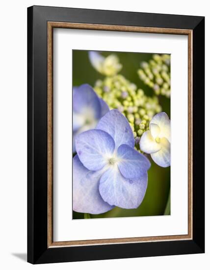 Massachusetts, Reading, Blue Lacecap Hydrangea-Lisa S^ Engelbrecht-Framed Photographic Print