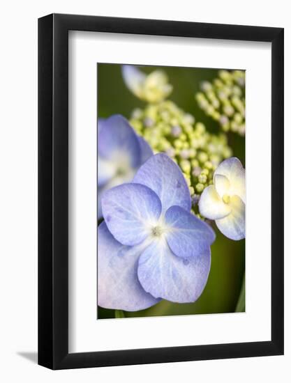 Massachusetts, Reading, Blue Lacecap Hydrangea-Lisa S^ Engelbrecht-Framed Photographic Print