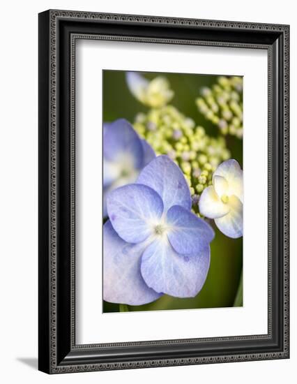 Massachusetts, Reading, Blue Lacecap Hydrangea-Lisa S^ Engelbrecht-Framed Photographic Print