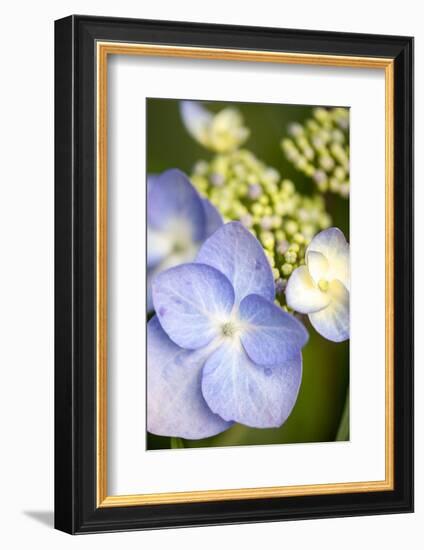 Massachusetts, Reading, Blue Lacecap Hydrangea-Lisa S^ Engelbrecht-Framed Photographic Print