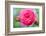 Massachusetts, Reading, Knock Out Rose-Lisa S^ Engelbrecht-Framed Photographic Print