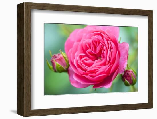 Massachusetts, Reading, Knock Out Rose-Lisa S^ Engelbrecht-Framed Photographic Print