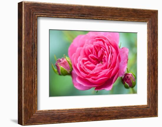 Massachusetts, Reading, Knock Out Rose-Lisa S^ Engelbrecht-Framed Photographic Print