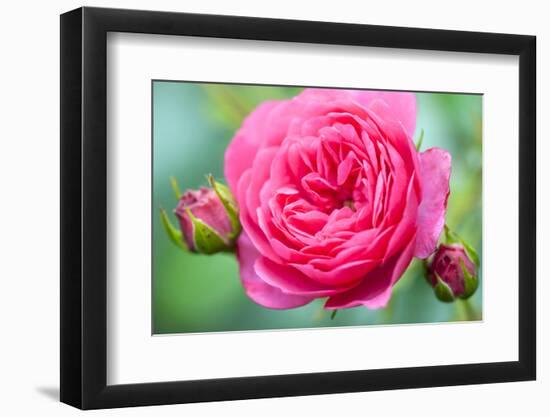 Massachusetts, Reading, Knock Out Rose-Lisa S^ Engelbrecht-Framed Photographic Print