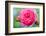 Massachusetts, Reading, Knock Out Rose-Lisa S^ Engelbrecht-Framed Photographic Print