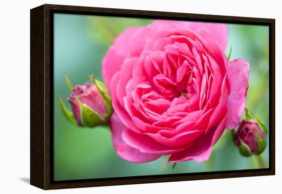 Massachusetts, Reading, Knock Out Rose-Lisa S^ Engelbrecht-Framed Premier Image Canvas