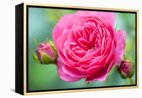 Massachusetts, Reading, Knock Out Rose-Lisa S^ Engelbrecht-Framed Premier Image Canvas