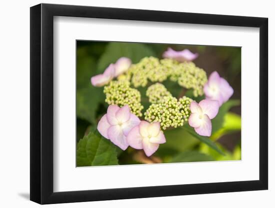 Massachusetts, Reading, Pink Lacecap Hydrangea-Lisa S. Engelbrecht-Framed Photographic Print