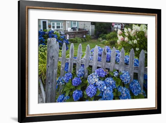Massachusetts, Rockport, Long Beach, Hydrangea Flowers-Walter Bibikow-Framed Photographic Print