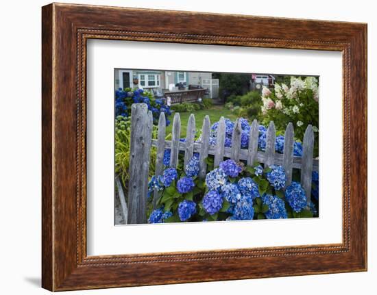 Massachusetts, Rockport, Long Beach, Hydrangea Flowers-Walter Bibikow-Framed Photographic Print