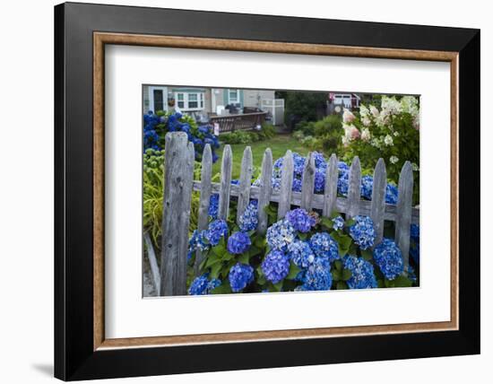 Massachusetts, Rockport, Long Beach, Hydrangea Flowers-Walter Bibikow-Framed Photographic Print