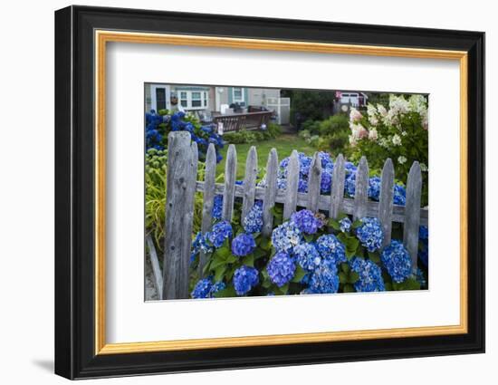 Massachusetts, Rockport, Long Beach, Hydrangea Flowers-Walter Bibikow-Framed Photographic Print