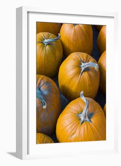 Massachusetts, Salisbury, Pumpkins, Autumn-Walter Bibikow-Framed Photographic Print