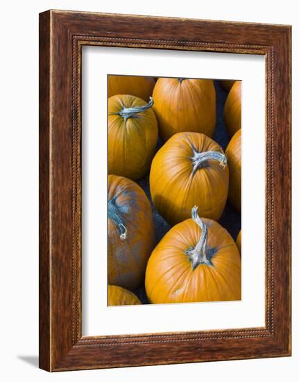 Massachusetts, Salisbury, Pumpkins, Autumn-Walter Bibikow-Framed Photographic Print