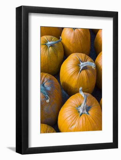 Massachusetts, Salisbury, Pumpkins, Autumn-Walter Bibikow-Framed Photographic Print