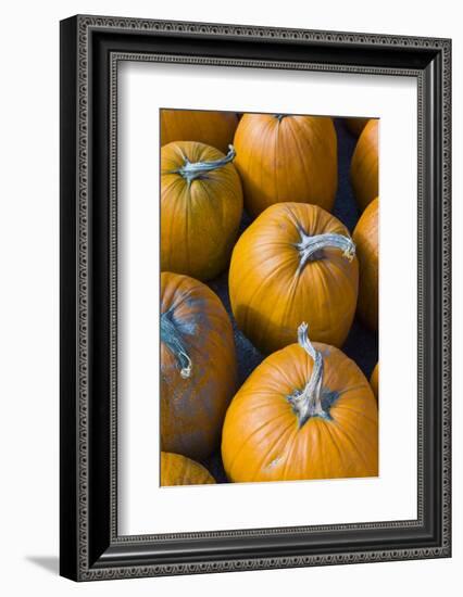 Massachusetts, Salisbury, Pumpkins, Autumn-Walter Bibikow-Framed Photographic Print