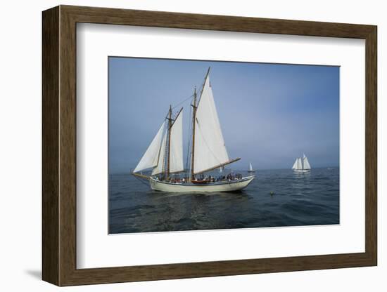 Massachusetts, Schooner Festival, Schooners in Gloucester Harbor-Walter Bibikow-Framed Photographic Print