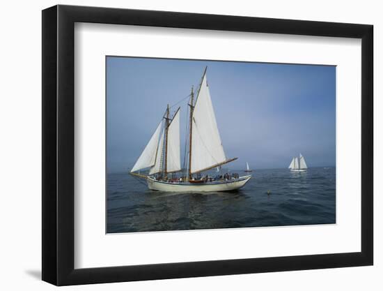 Massachusetts, Schooner Festival, Schooners in Gloucester Harbor-Walter Bibikow-Framed Photographic Print