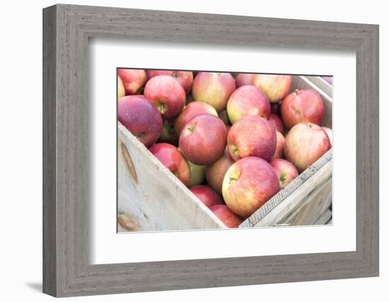 Massachusetts, Wareham, Apples-Jim Engelbrecht-Framed Photographic Print